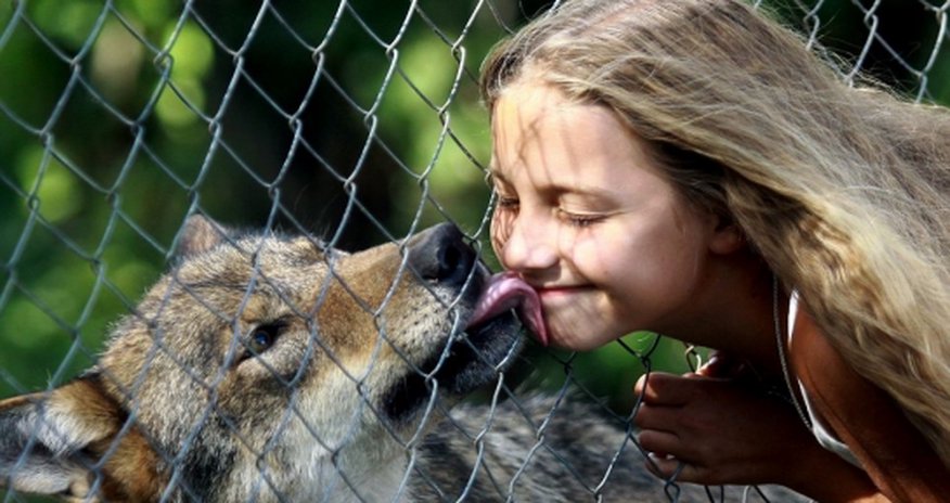 How a Russian family took in and tamed a pack of wolves - PHOTO+VIDEO How a Russian family took in and tamed a pack of wolves - PHOTO+VIDEO