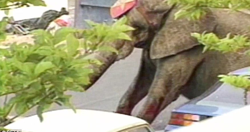 Elephant was shot almost 100 times in the street - PHOTO+VIDEO Elephant was shot almost 100 times in the street - PHOTO+VIDEO