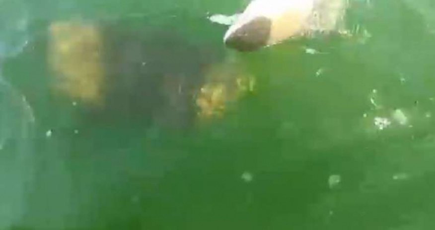 Grouper eats 4ft shark in one bite - VIDEO Grouper eats 4ft shark in one bite - VIDEO