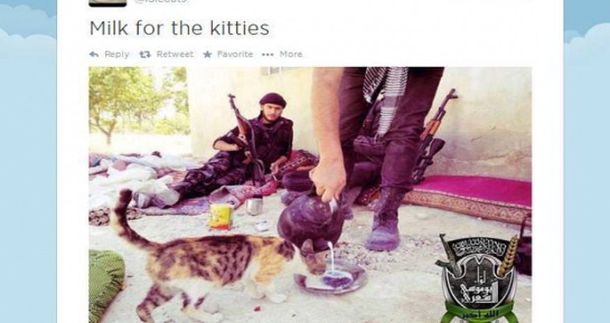 Isis have a 'I can haz Islamic state' kitten twitter account Isis have a 'I can haz Islamic state' kitten twitter account