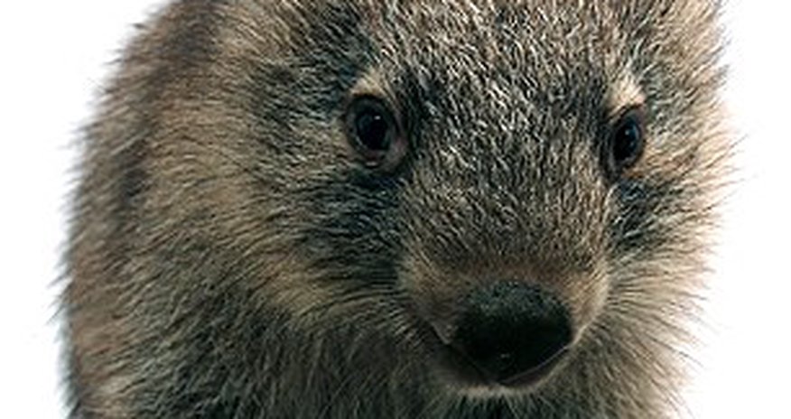 Will I grow some fur soon, mum? - PHOTO Will I grow some fur soon, mum? - PHOTO