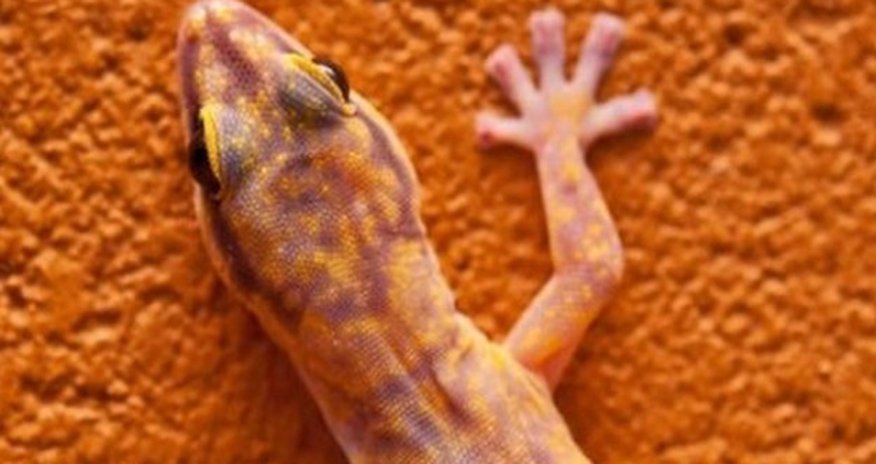 Sex geckos die in orbit on Russian space project Sex geckos die in orbit on Russian space project