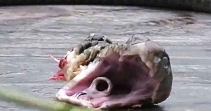 Chef dies after spitting cobra he was cooking bit him on the hand - PHOTO+VIDEO Chef dies after spitting cobra he was cooking bit him on the hand - PHOTO+VIDEO