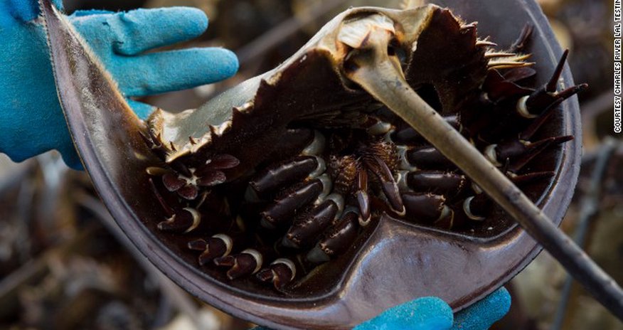 Why this crab's blood could save your life - PHOTO Why this crab's blood could save your life - PHOTO