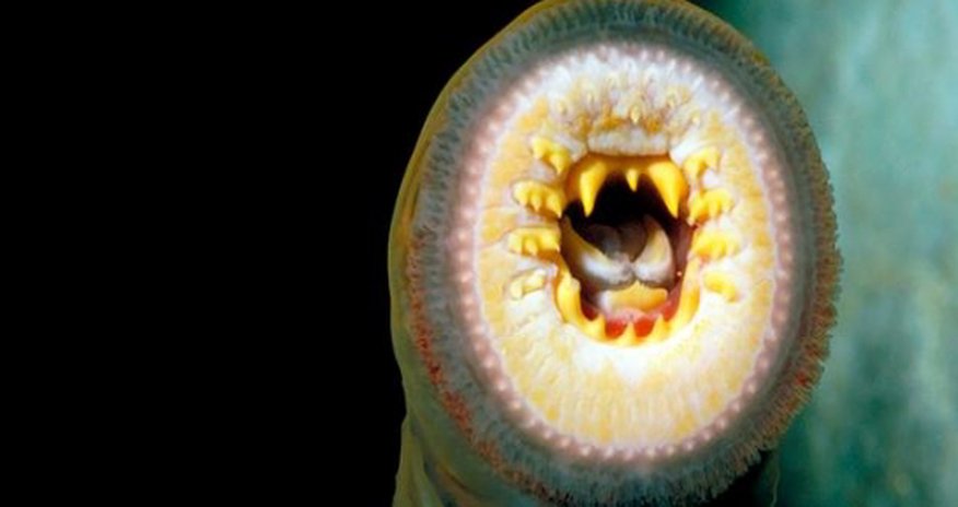 The last places on Earth with no invasive species The last places on Earth with no invasive species