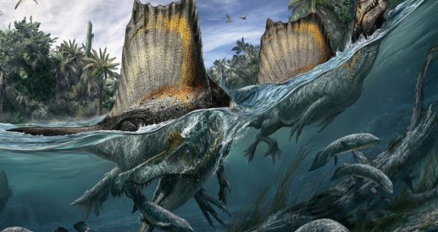 'Giant swimming dinosaur' unearthed 'Giant swimming dinosaur' unearthed