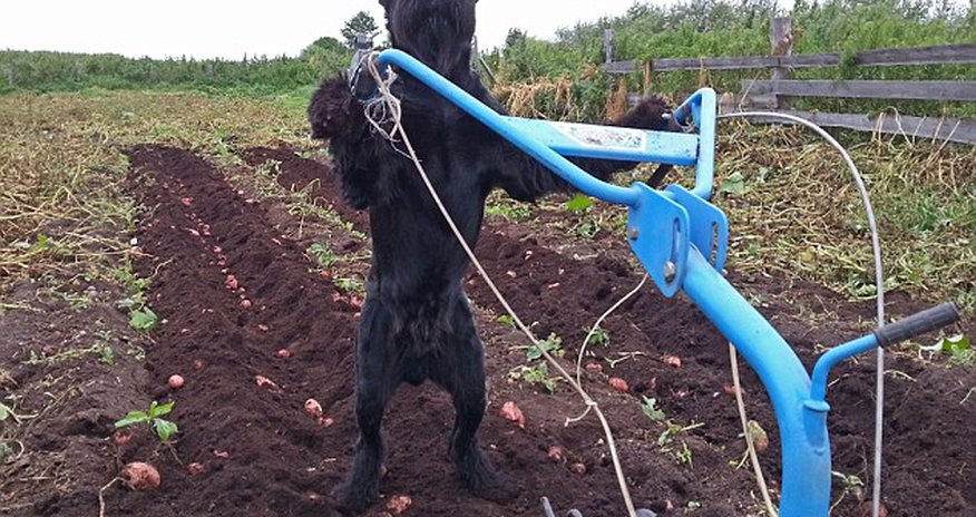 He's a bit more than a sheepdog! - PHOTO+VIDEO He's a bit more than a sheepdog! - PHOTO+VIDEO