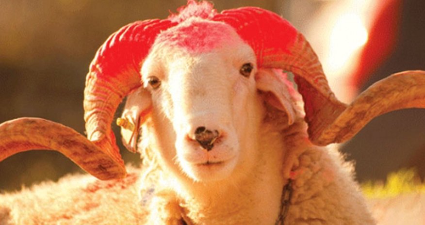 Qurban bayramı başladı Qurban bayramı başladı
