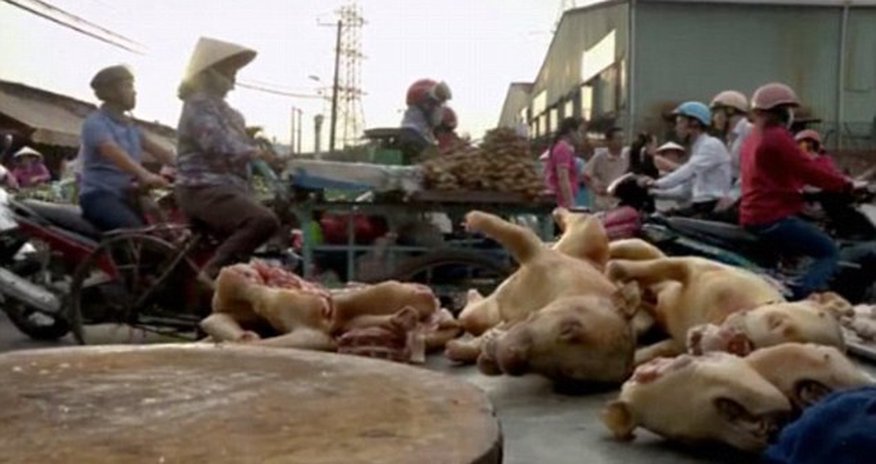 Inside the world of Vietnam's brutal dog-meat industry - PHOTO+VIDEO Inside the world of Vietnam's brutal dog-meat industry - PHOTO+VIDEO