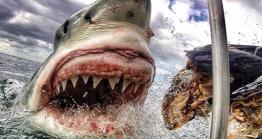 Is this the best shark picture EVER? Is this the best shark picture EVER?