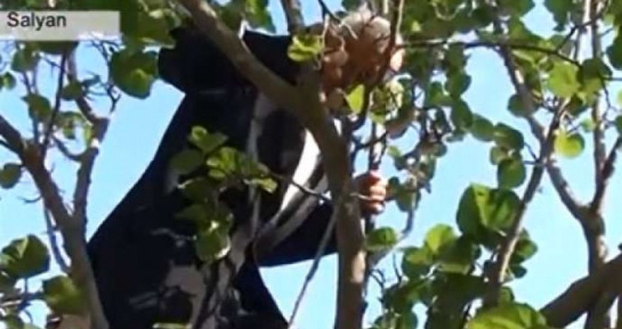Чудо природы в Сальянском районе – ВИДЕО Чудо природы в Сальянском районе – ВИДЕО