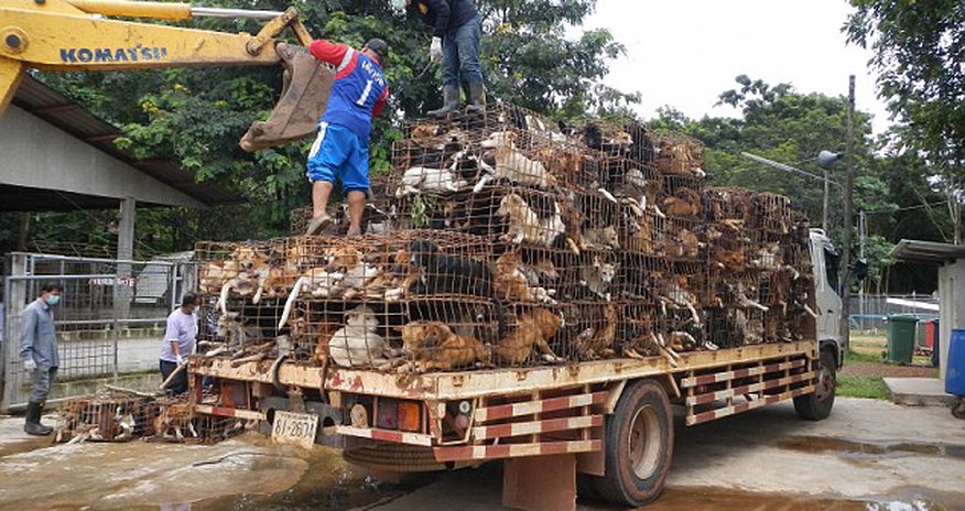 Dispatch from the frontline of the war against Thailand's medieval dog meat trade - PHOTO+VIDEO Dispatch from the frontline of the war against Thailand's medieval dog meat trade - PHOTO+VIDEO