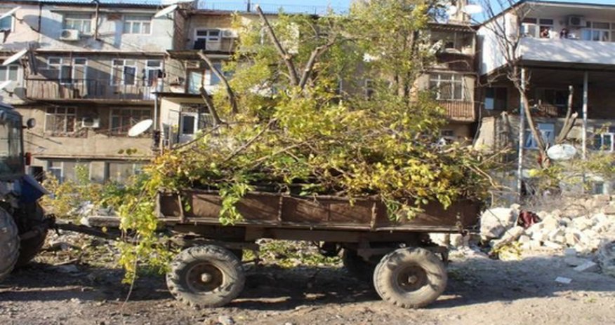 Протесты против вырубки деревьев в Сумгаите - ВИДЕО + ФОТО Протесты против вырубки деревьев в Сумгаите - ВИДЕО + ФОТО