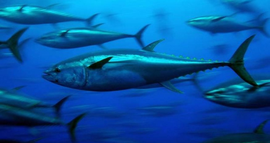 Food and fuel pursuit pushing animals to extinction Food and fuel pursuit pushing animals to extinction