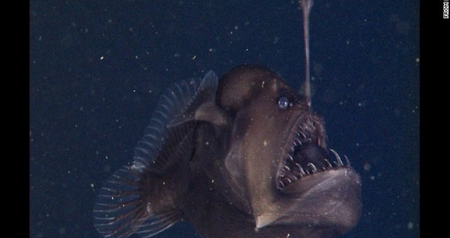 The elusive Black Seadevil is finally ready for its closeup - VIDEO The elusive Black Seadevil is finally ready for its closeup - VIDEO