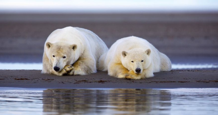 Arctic sunset bathes family of polar bears - PHOTO Arctic sunset bathes family of polar bears - PHOTO