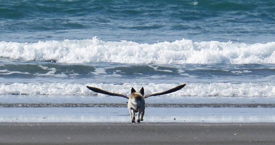 Is it a bird? Is it a dog? Is it a bird? Is it a dog?