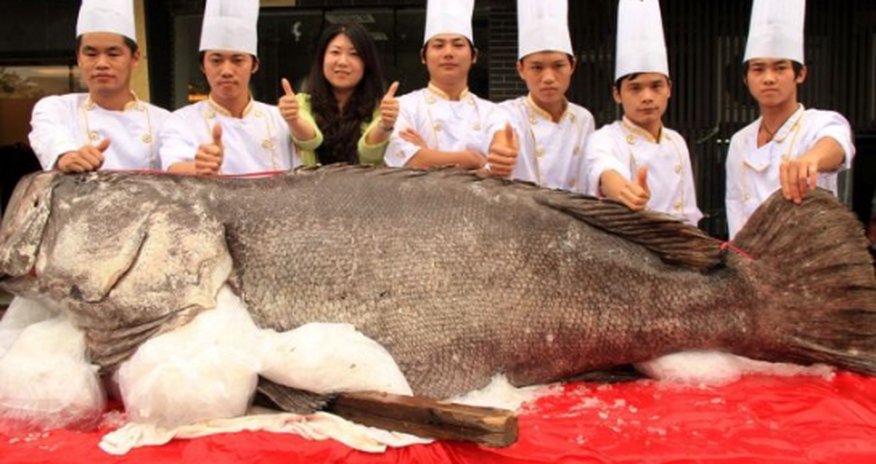 Fishermen catch giant grouper weighing 341.5 kilograms PHOTO Fishermen catch giant grouper weighing 341.5 kilograms PHOTO