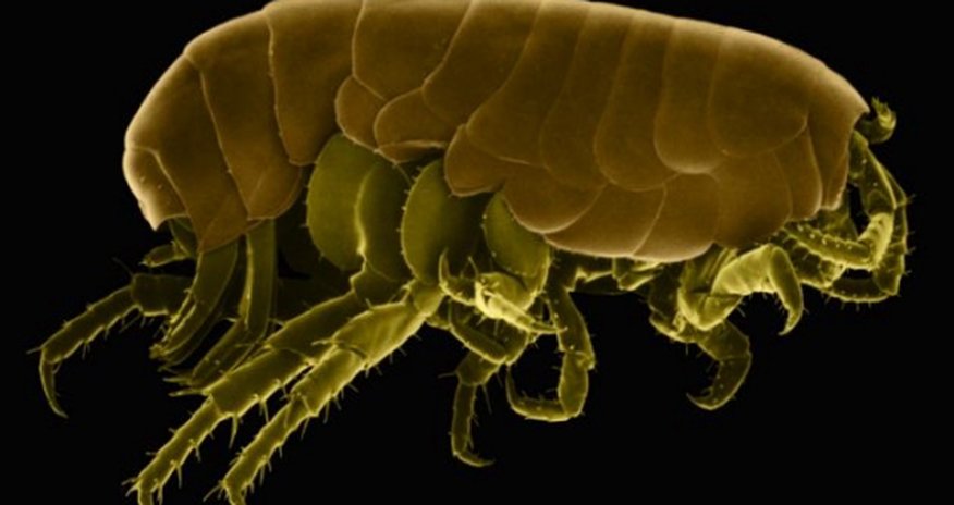 Researcher finds a flea living in her FOOT Researcher finds a flea living in her FOOT