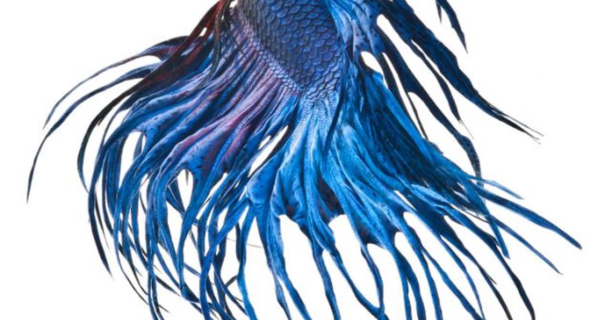 Phenomenal portraits of Siamese fighting fish - PHOTO Phenomenal portraits of Siamese fighting fish - PHOTO