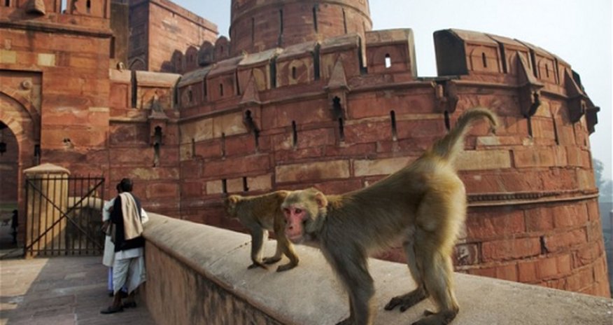 India's monkeys 'to be put on the pill' India's monkeys 'to be put on the pill'
