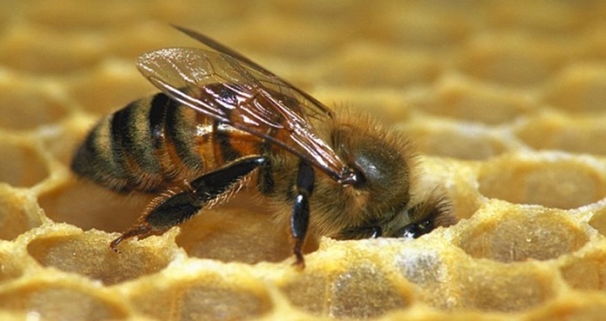 Can honey bees really be trained to detect cancer in ten minutes? Can honey bees really be trained to detect cancer in ten minutes?