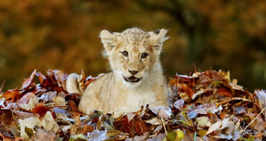 Adorable lion cub Karis loves playing with Autumn leaves - PHOTO Adorable lion cub Karis loves playing with Autumn leaves - PHOTO