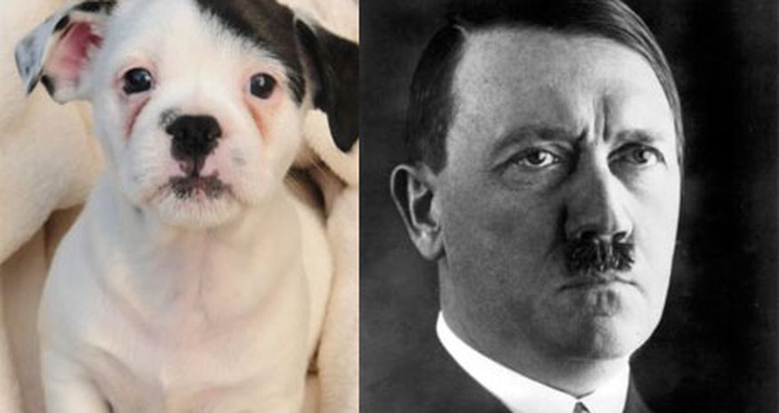 Patch the puppy is a dead ringer for the Fuhrer - PHOTO Patch the puppy is a dead ringer for the Fuhrer - PHOTO