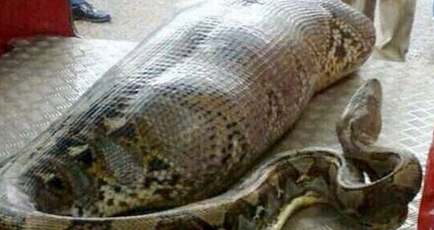 Huge python eats man - VIDEO Huge python eats man - VIDEO
