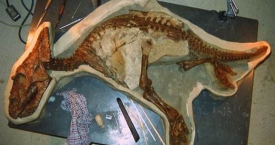 Perfectly preserved skeleton of a baby Chasmosaurus unearthed Perfectly preserved skeleton of a baby Chasmosaurus unearthed