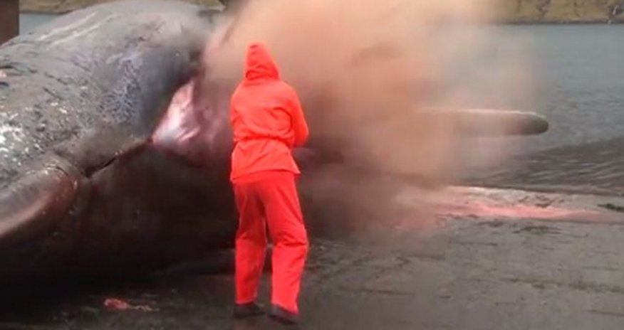 Dead whale explodes as it is cut open - VIDEO Dead whale explodes as it is cut open - VIDEO