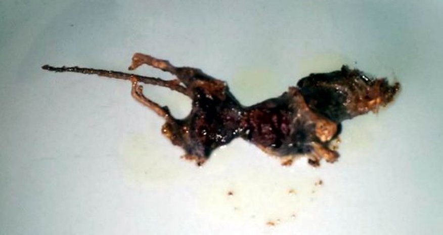 Man discovers mouse inside bag of frozen fish - PHOTO Man discovers mouse inside bag of frozen fish - PHOTO