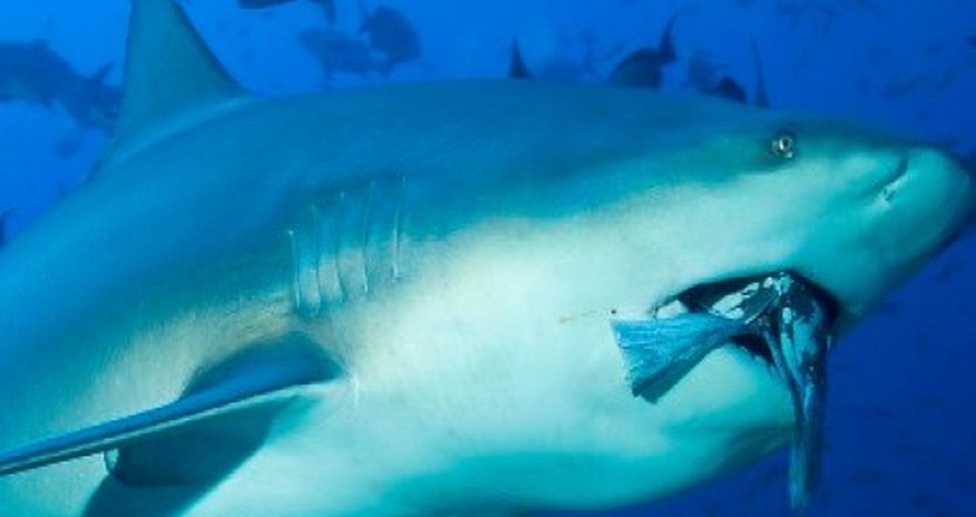 Teenage surfer is killed by a shark - VIDEO Teenage surfer is killed by a shark - VIDEO