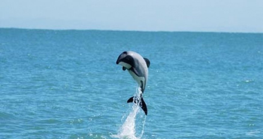 'Death sentence' for tiny dolphin 'Death sentence' for tiny dolphin