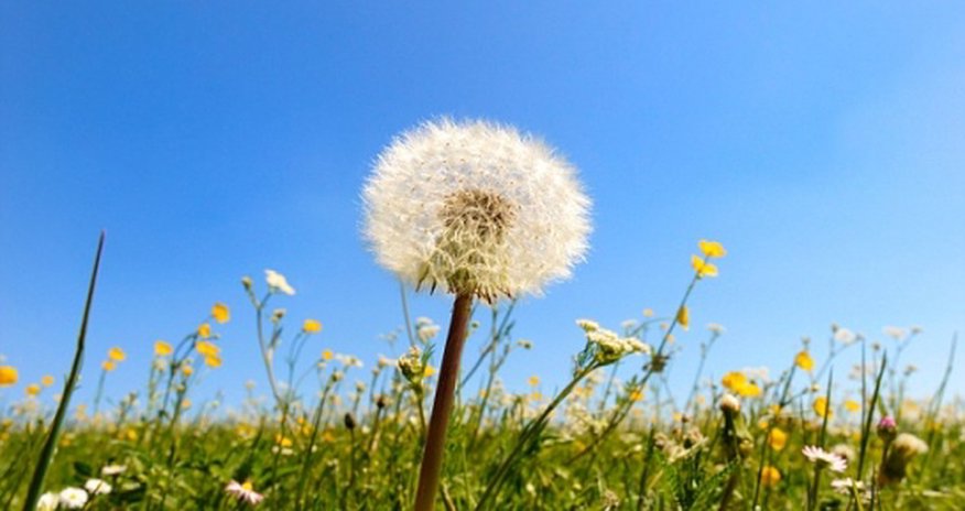 Young girl had a 'fully grown' dandelion inside her ear Young girl had a 'fully grown' dandelion inside her ear