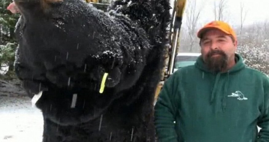 Hunter bags huge 772lb black bear in annual hunt - PHOTO Hunter bags huge 772lb black bear in annual hunt - PHOTO
