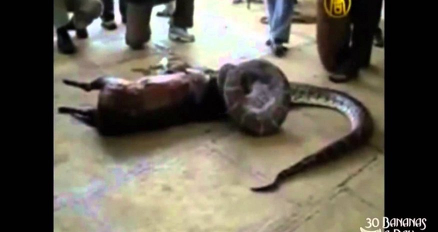 Python swallowes a deer alive, then spits it out - VIDEO Python swallowes a deer alive, then spits it out - VIDEO