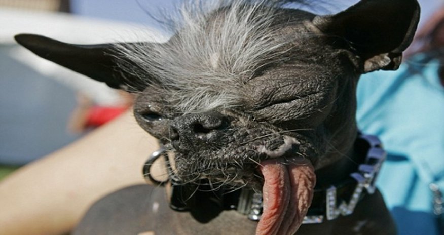 Elwood, crowned 'World's Ugliest Dog', has died aged 8 Elwood, crowned 'World's Ugliest Dog', has died aged 8
