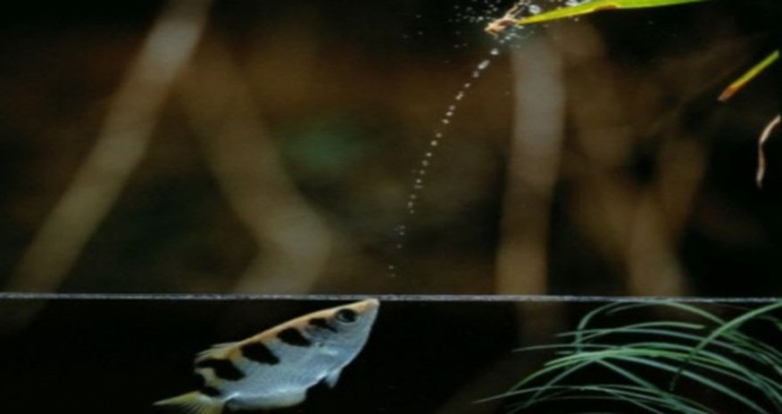 The fish that spits to kill - VIDEO The fish that spits to kill - VIDEO