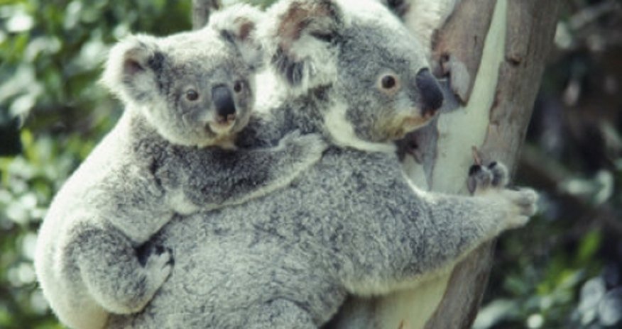 Koalas have unique voice organ - VIDEO Koalas have unique voice organ - VIDEO