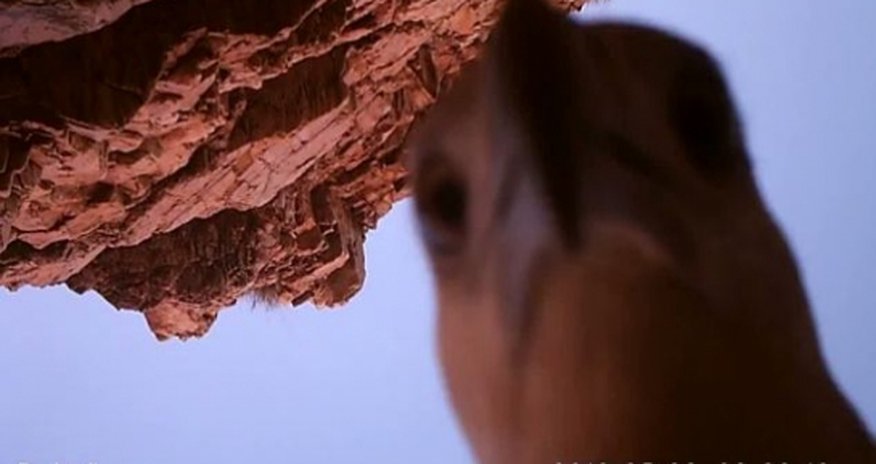 An eagle's eye An eagle's eye
