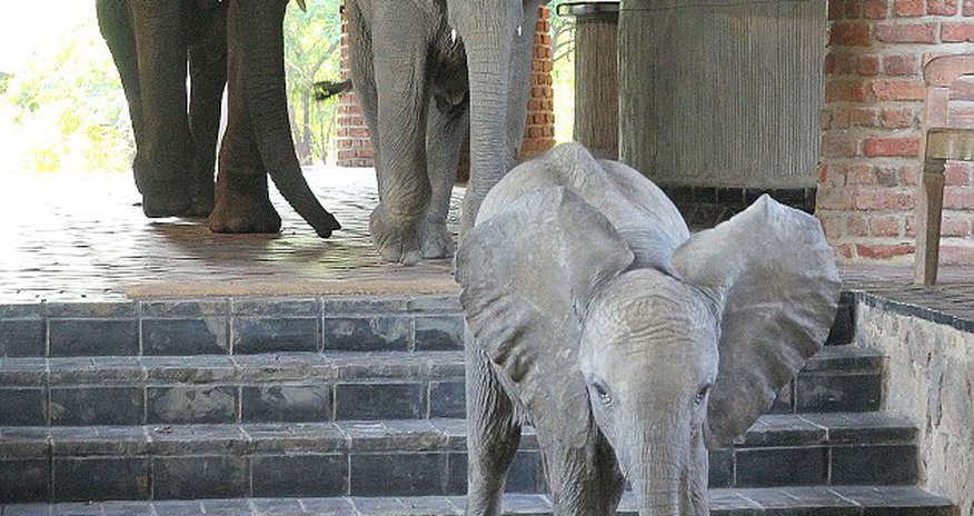 Elephants in the room - PHOTO Elephants in the room - PHOTO