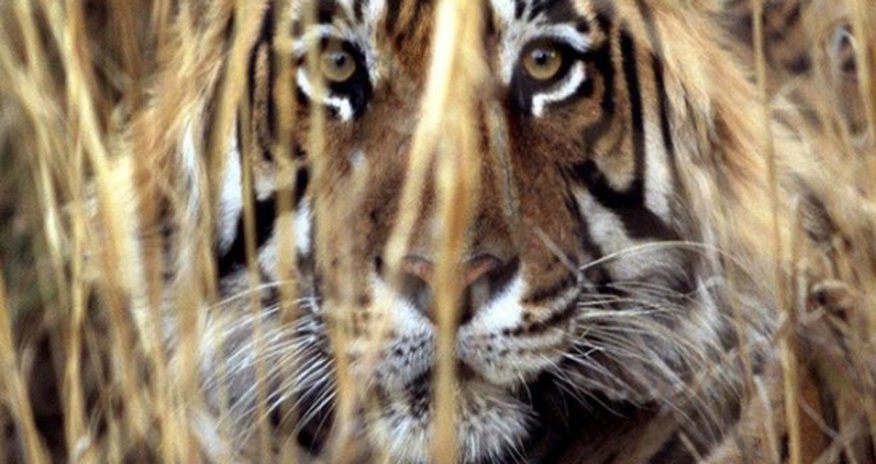 A 'man-eating' tiger has been captured in India A 'man-eating' tiger has been captured in India