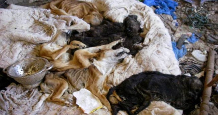 Family avoids jail for animal cruelty Family avoids jail for animal cruelty