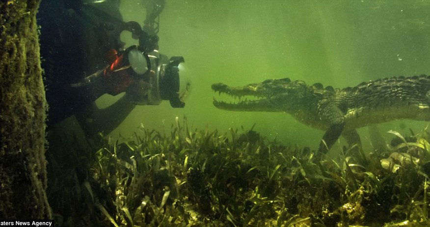 The moment crocodile sneaks up on an underwater photographer - PHOTO The moment crocodile sneaks up on an underwater photographer - PHOTO