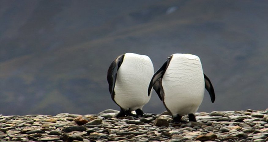 Running around like a headless penguin Running around like a headless penguin