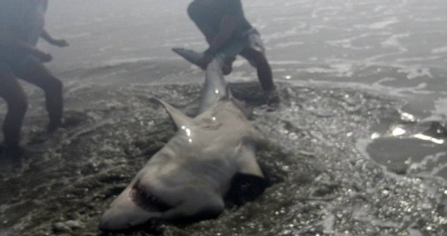 Man hooks a Great White shark off the beach - PHOTO+VIDEO Man hooks a Great White shark off the beach - PHOTO+VIDEO