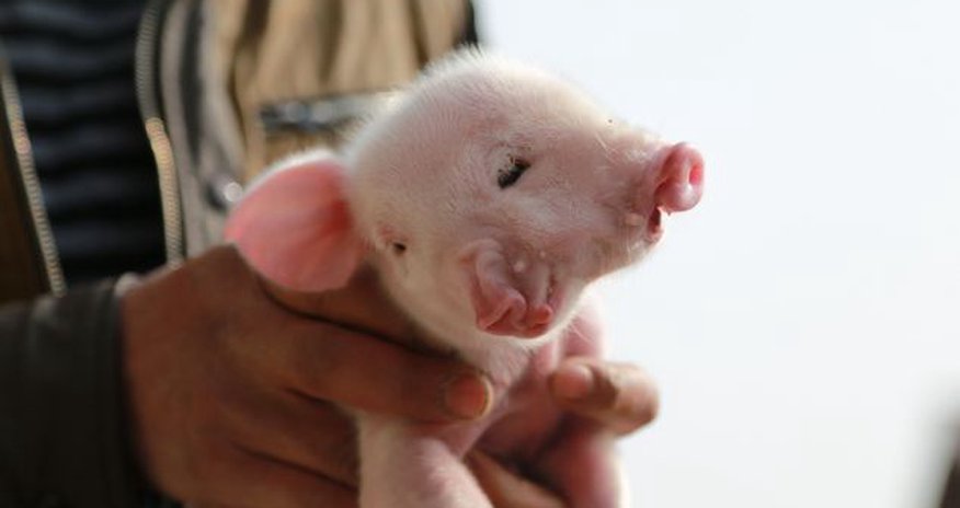 Piglet born with two mouths, two noses and three eyes - PHOTO Piglet born with two mouths, two noses and three eyes - PHOTO