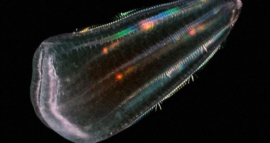 Did humans descend from jellyish? Did humans descend from jellyish?