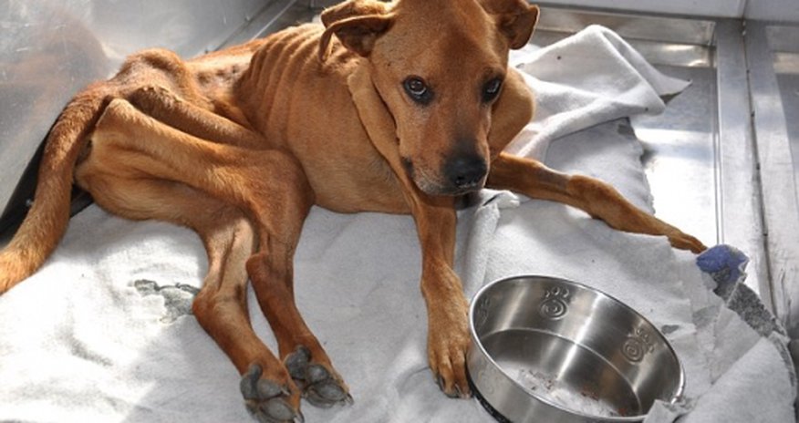 Rescue dog who weighed just 45 pounds Rescue dog who weighed just 45 pounds